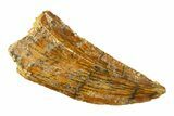 Serrated, Raptor Tooth - Real Dinosaur Tooth #297489-1